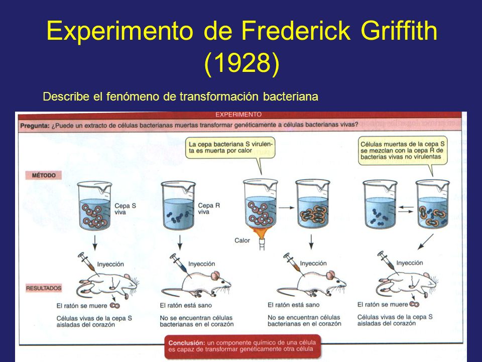 Experimento de Frederick Griffith (1928)