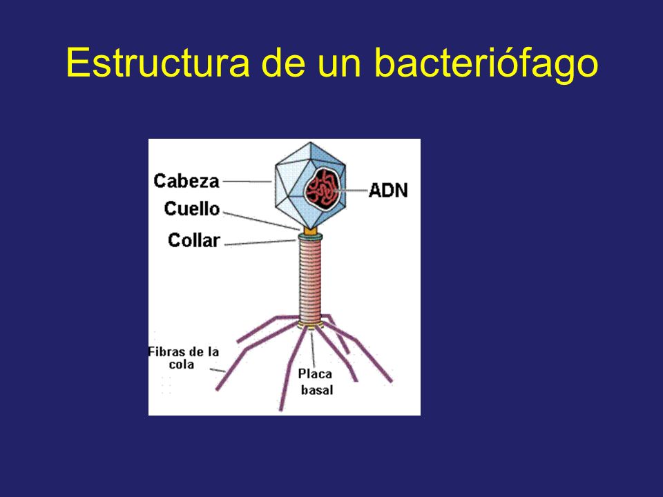 Estructura de un bacteriófago