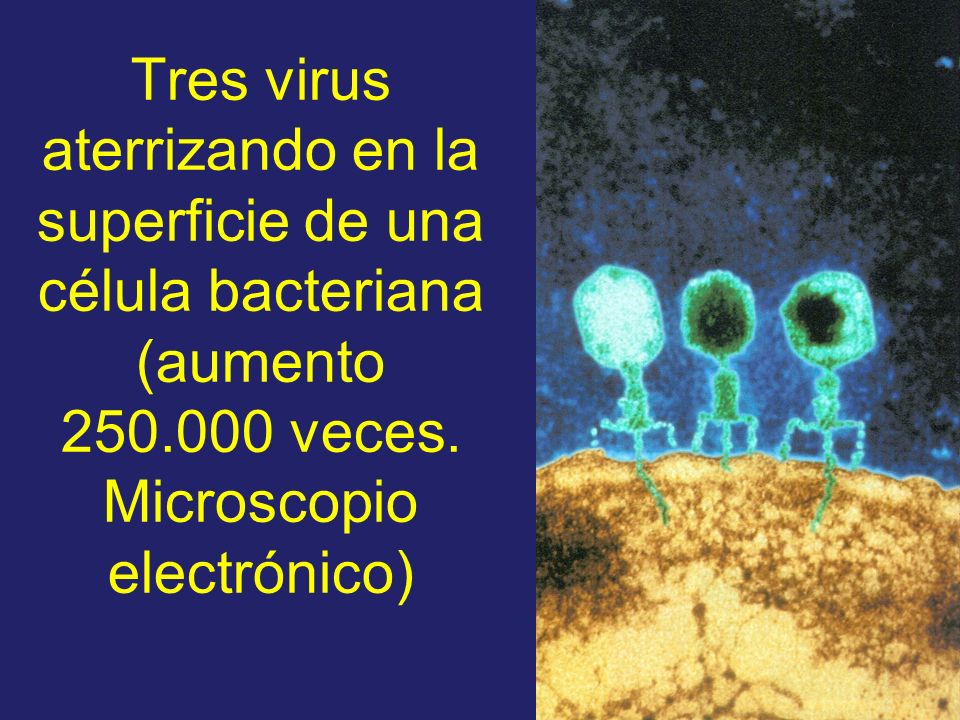 Tres virus aterrizando en la superficie de una célula bacteriana (aumento veces.
