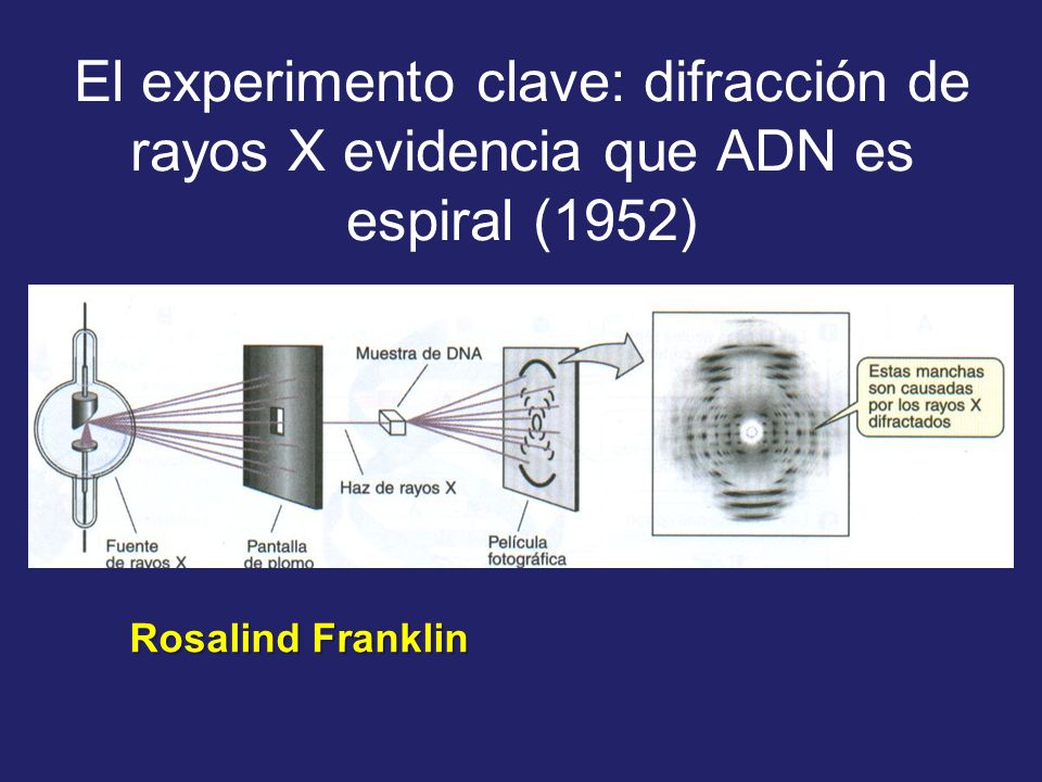 El experimento clave: difracción de rayos X evidencia que ADN es espiral (1952)