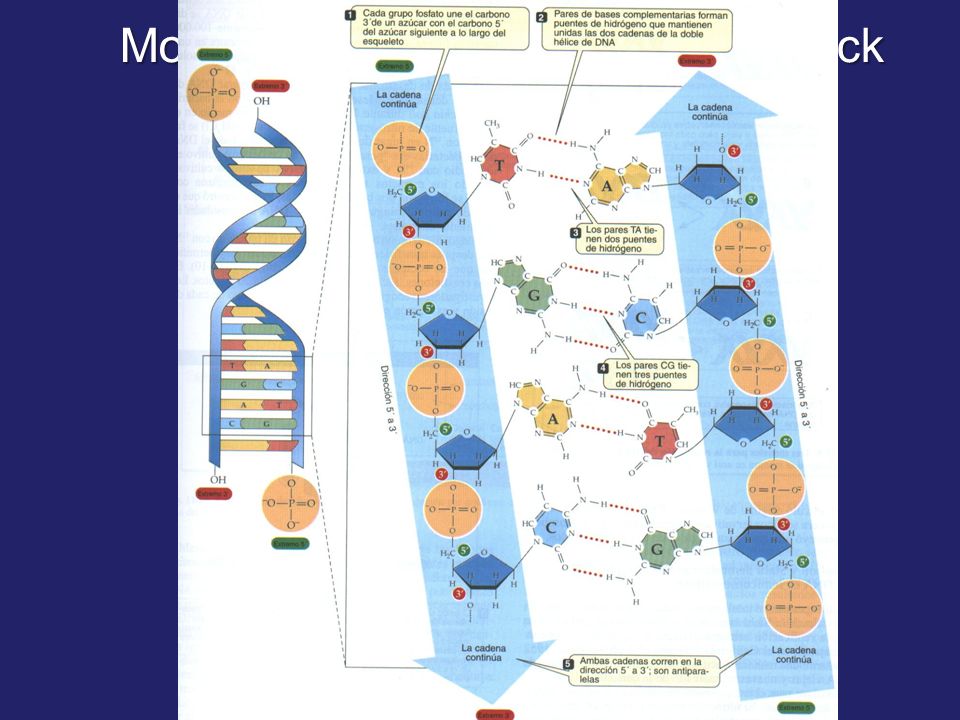 Modelo del ADN, de Watson y Crick (1953)