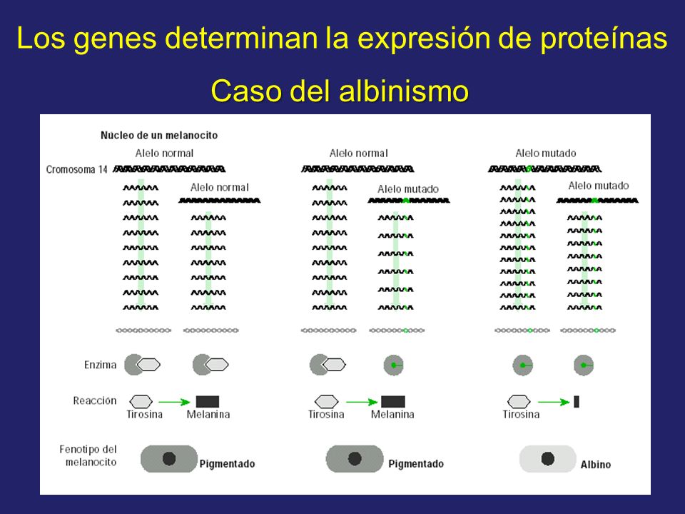 Los genes determinan la expresión de proteínas