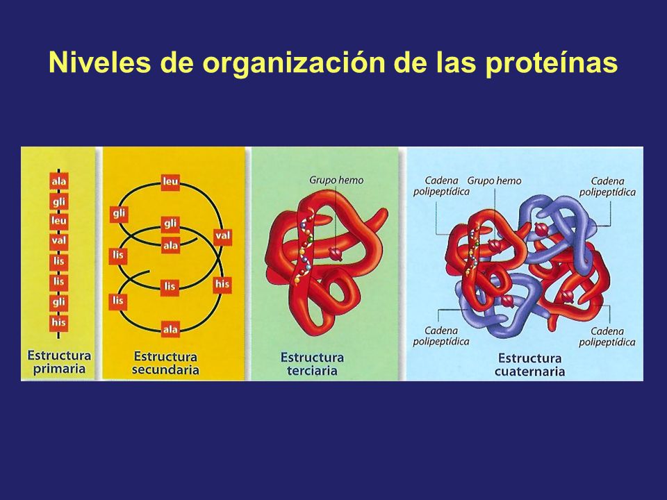 Niveles de organización de las proteínas