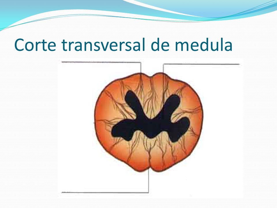 Corte transversal de medula