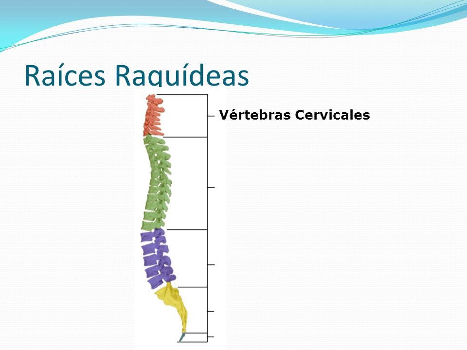 Raíces Raquídeas Vértebras Cervicales