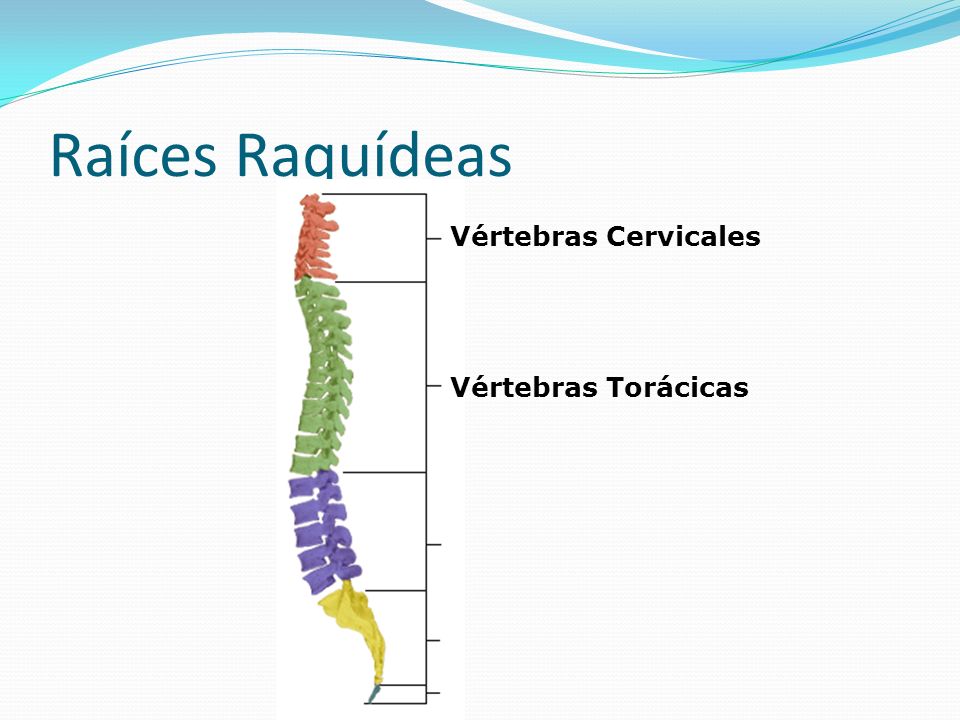 Raíces Raquídeas Vértebras Cervicales Vértebras Torácicas