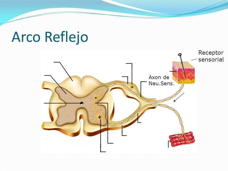 Arco Reflejo Receptor sensorial Axon de Neu.Sens.