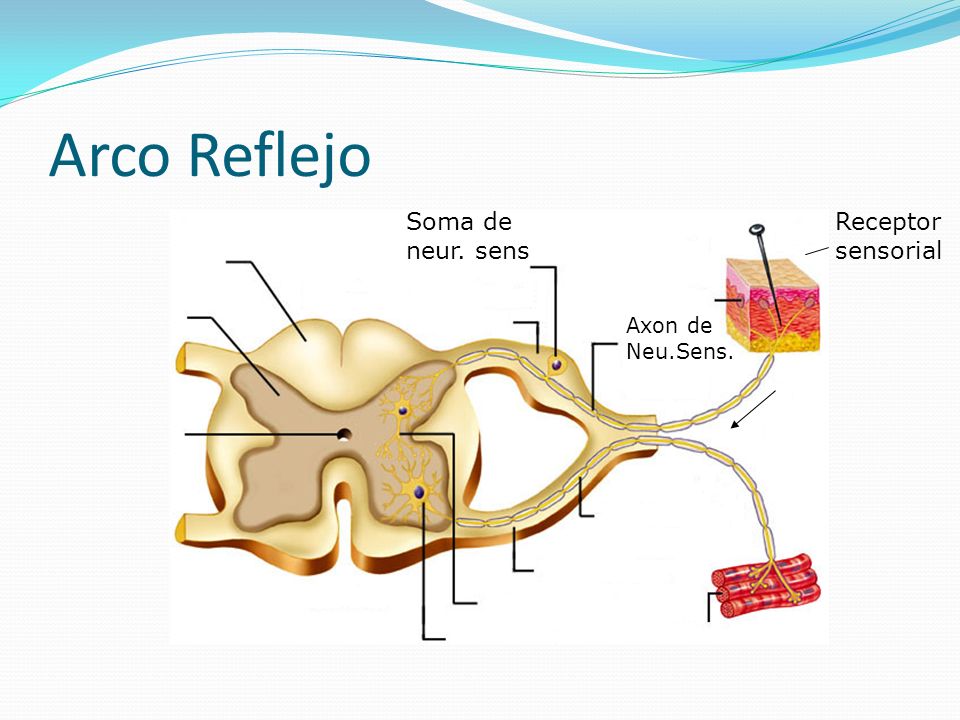 Arco Reflejo Soma de neur. sens Receptor sensorial Axon de Neu.Sens.