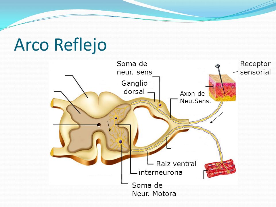 Arco Reflejo Soma de neur. sens Receptor sensorial Ganglio dorsal