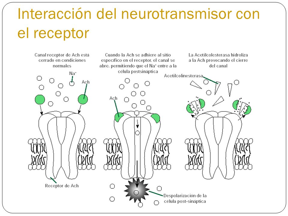 Interacción del neurotransmisor con el receptor