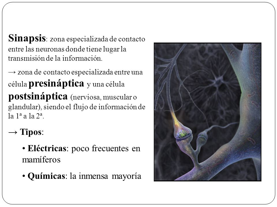 Sinapsis: zona especializada de contacto entre las neuronas donde tiene lugar la transmisión de la información.