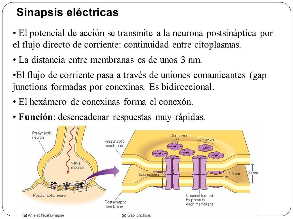 Sinapsis eléctricas El potencial de acción se transmite a la neurona postsináptica por el flujo directo de corriente: continuidad entre citoplasmas.