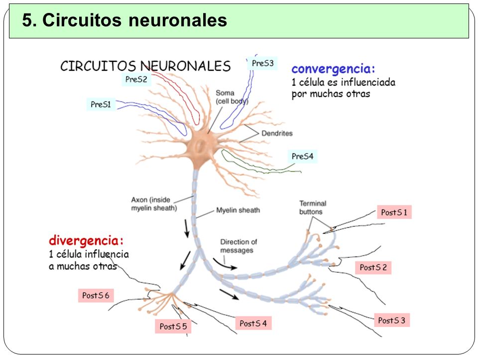 5. Circuitos neuronales