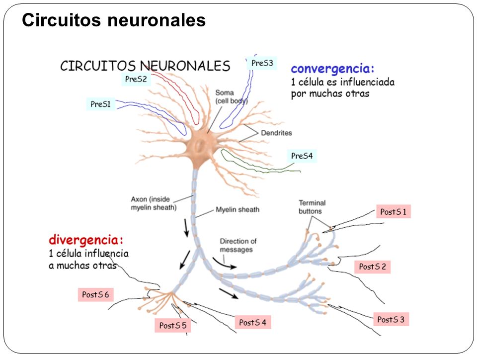 Circuitos neuronales