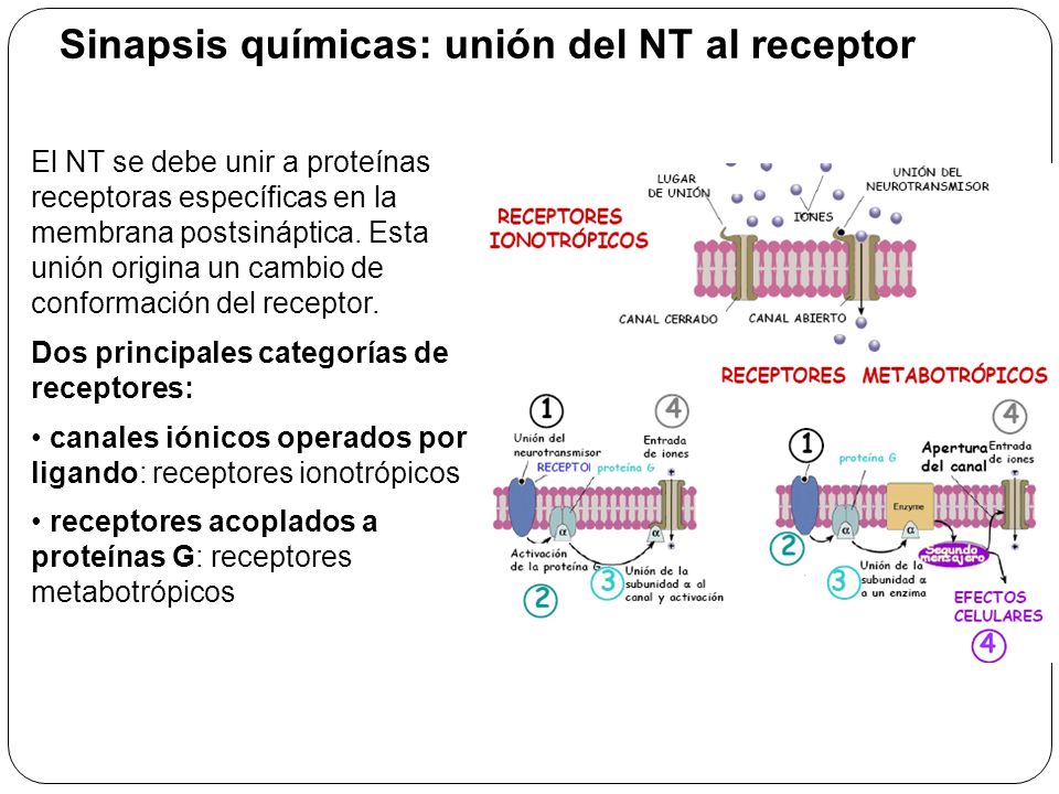 Sinapsis químicas: unión del NT al receptor