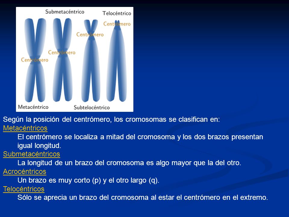 Según la posición del centrómero, los cromosomas se clasifican en: