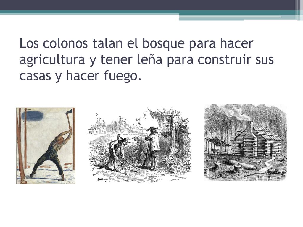 Los colonos talan el bosque para hacer agricultura y tener leña para construir sus casas y hacer fuego.