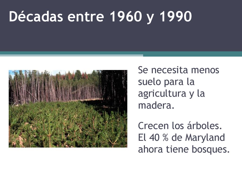 Décadas entre 1960 y 1990 Se necesita menos suelo para la agricultura y la madera.