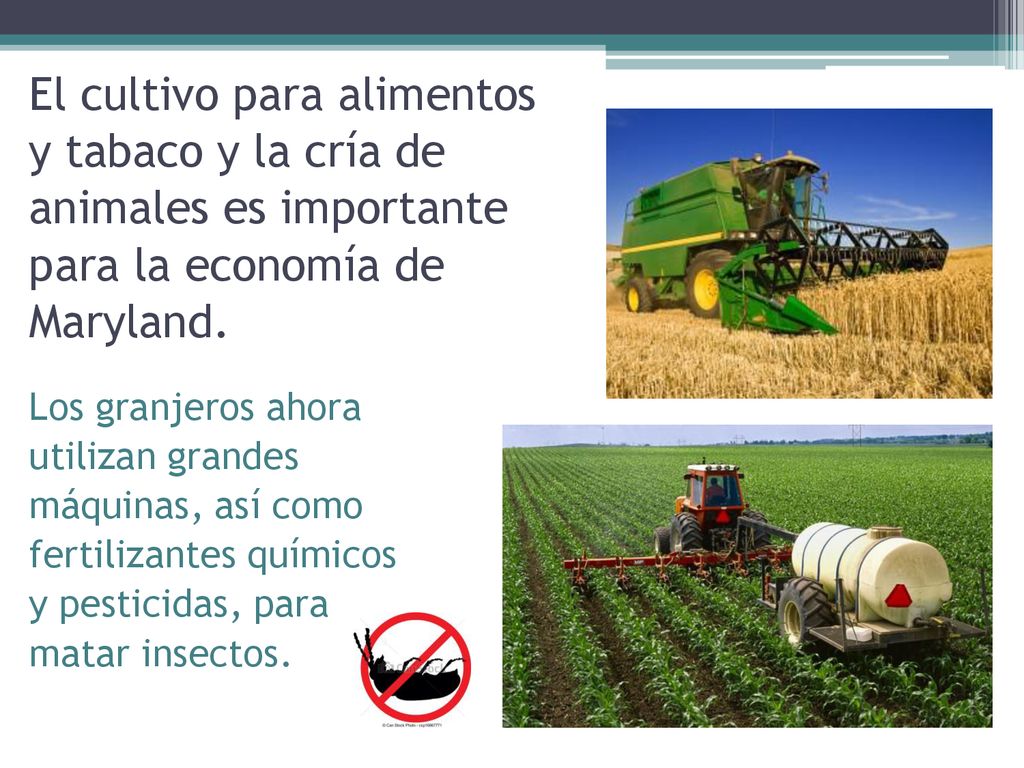 El cultivo para alimentos y tabaco y la cría de animales es importante para la economía de Maryland.
