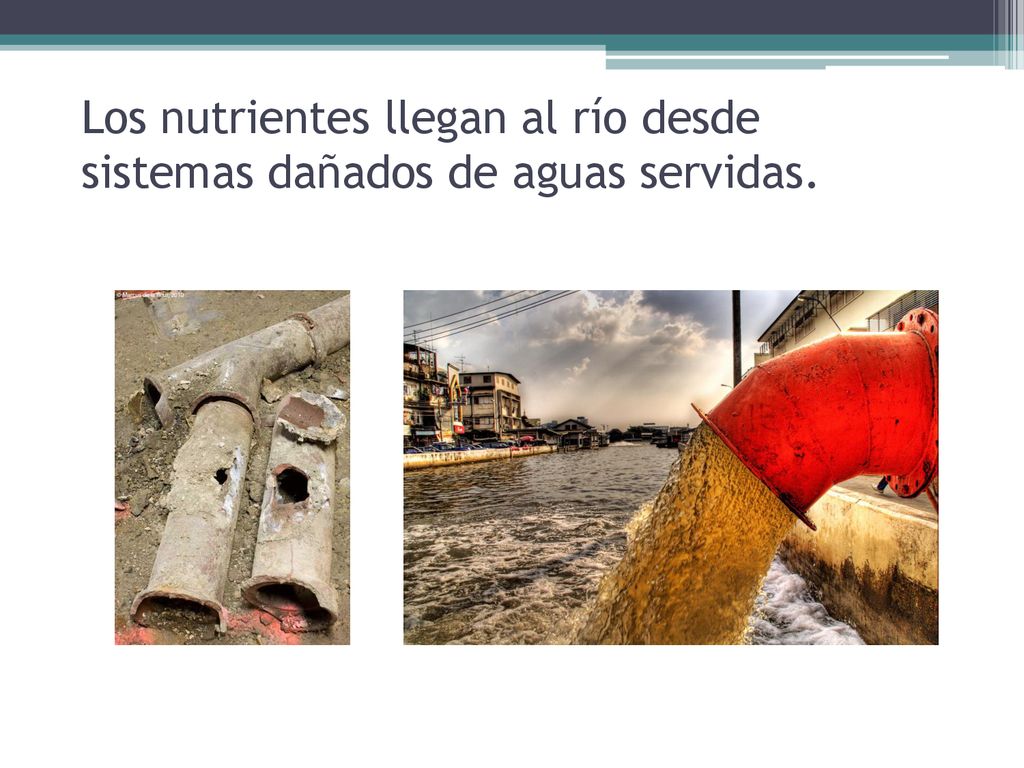 Los nutrientes llegan al río desde sistemas dañados de aguas servidas.