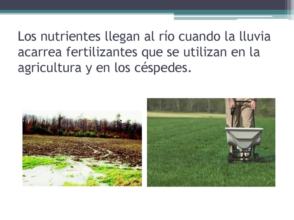 Los nutrientes llegan al río cuando la lluvia acarrea fertilizantes que se utilizan en la agricultura y en los céspedes.