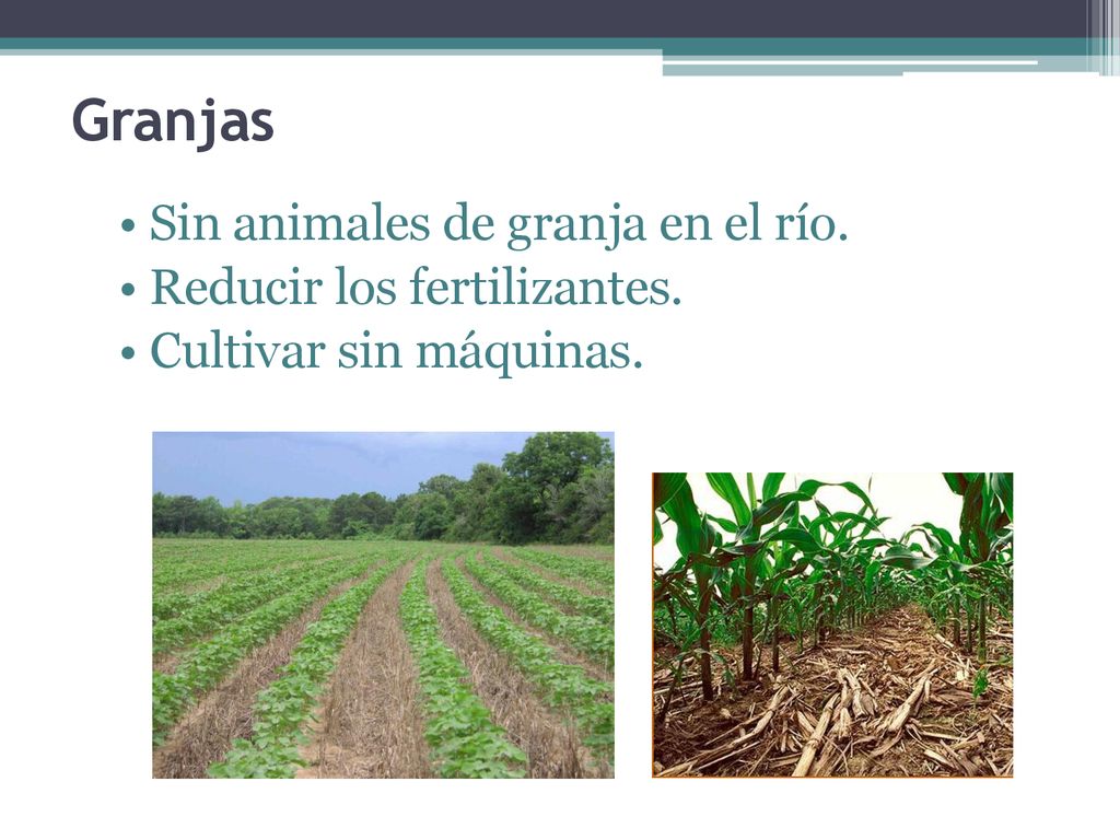 Granjas Sin animales de granja en el río. Reducir los fertilizantes.