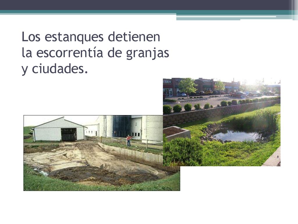 Los estanques detienen la escorrentía de granjas y ciudades.