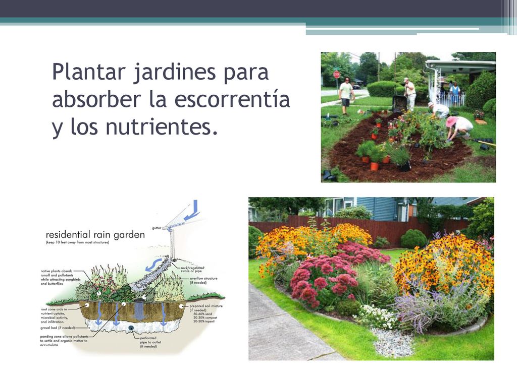 Plantar jardines para absorber la escorrentía y los nutrientes.