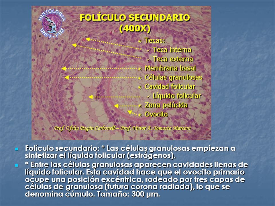 Folículo secundario: * Las células granulosas empiezan a sintetizar el líquido folicular (estrógenos).