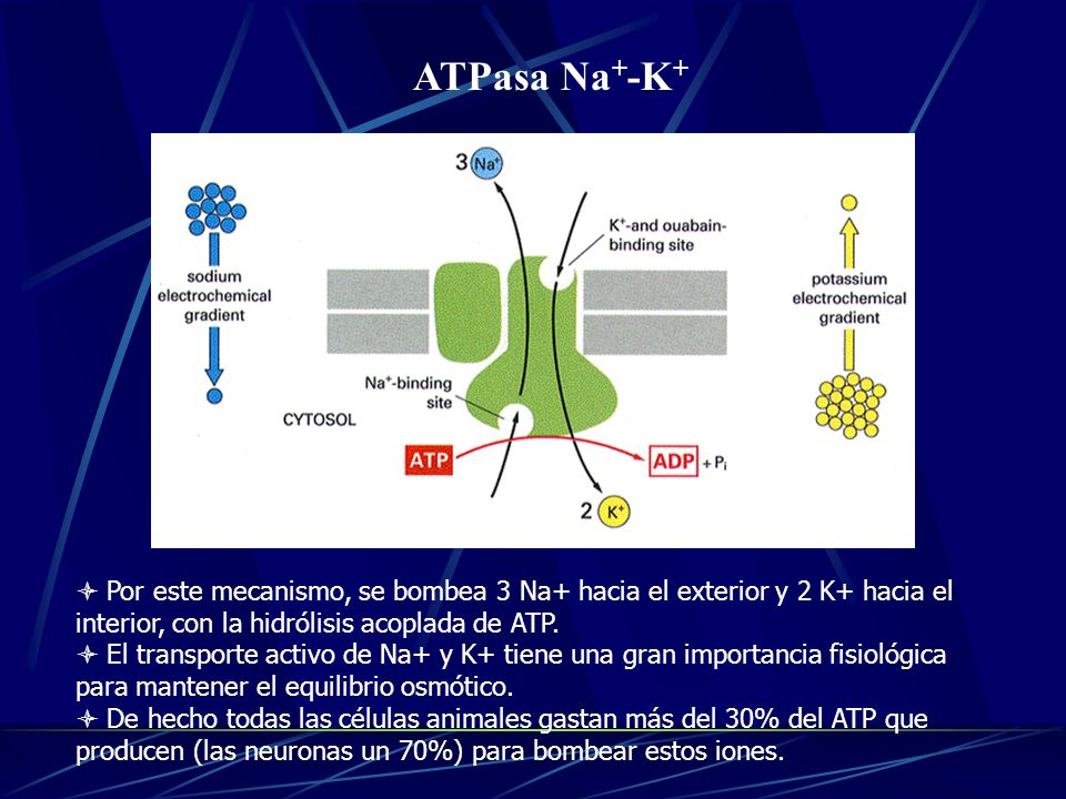 14/01/10 ATPasa Na+-K+ Por este mecanismo, se bombea 3 Na+ hacia el exterior y 2 K+ hacia el interior, con la hidrólisis acoplada de ATP.