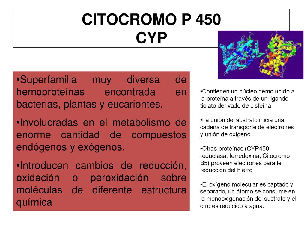 CITOCROMO P 450 CYP Superfamilia muy diversa de hemoproteínas encontrada en bacterias, plantas y eucariontes.