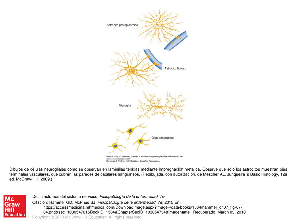 Dibujos de células neurogliales como se observan en laminillas teñidas mediante impregnación metálica. Observe que sólo los astrocitos muestran pies terminales vasculares, que cubren las paredes de capilares sanguíneos. (Redibujada, con autorización, de Mescher AL. Junqueira´s Basic Histology, 12a ed. McGraw-Hill, 2009.)