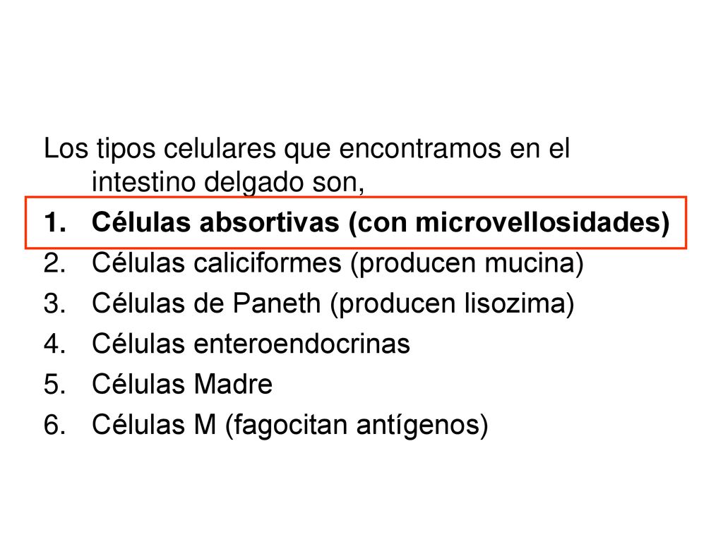 Los tipos celulares que encontramos en el intestino delgado son,