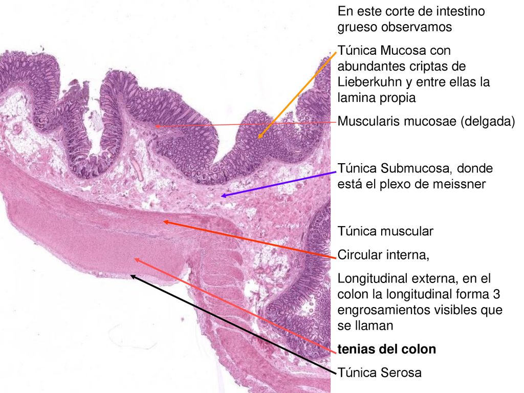 En este corte de intestino grueso observamos