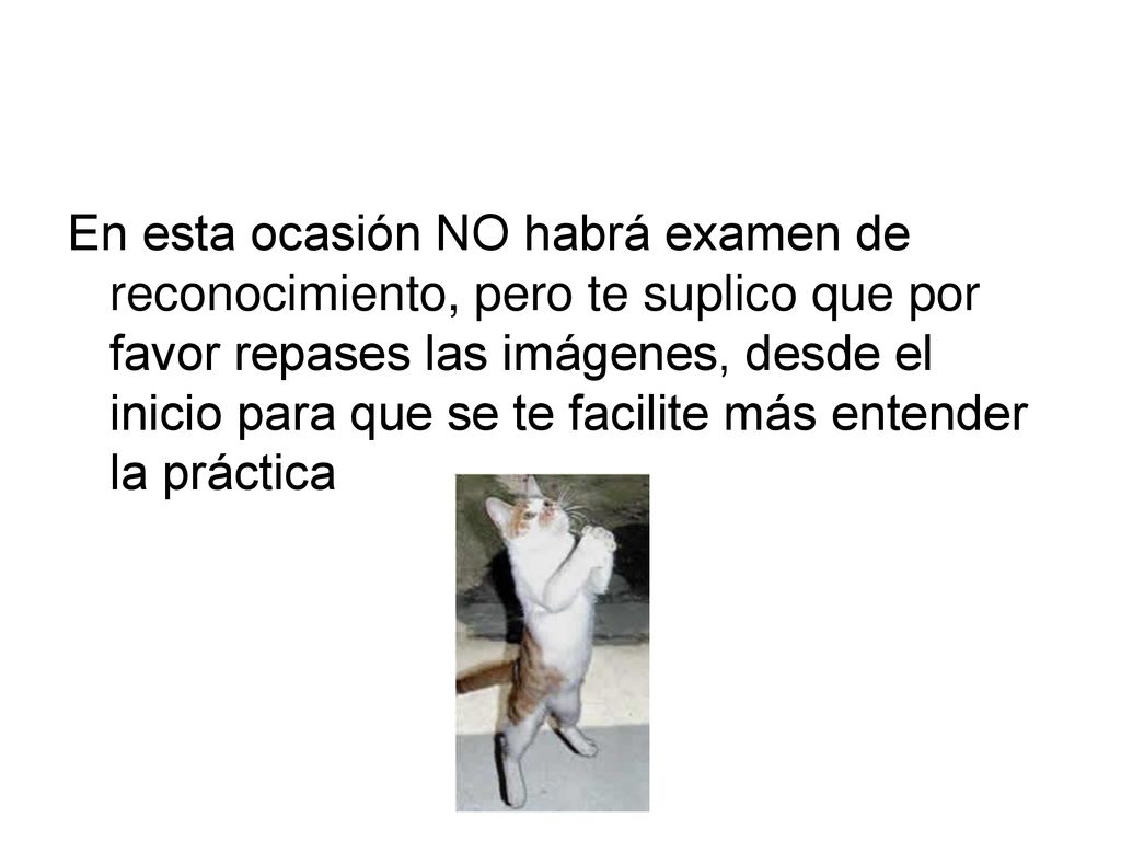 En esta ocasión NO habrá examen de reconocimiento, pero te suplico que por favor repases las imágenes, desde el inicio para que se te facilite más entender la práctica