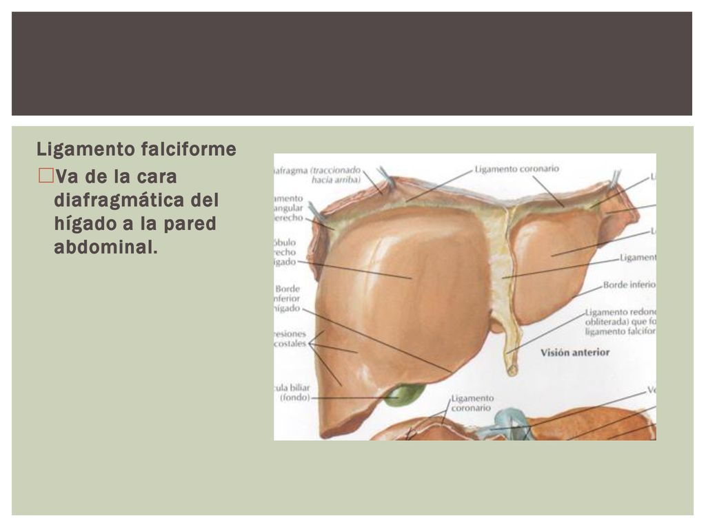 Ligamento falciforme Va de la cara diafragmática del hígado a la pared abdominal.