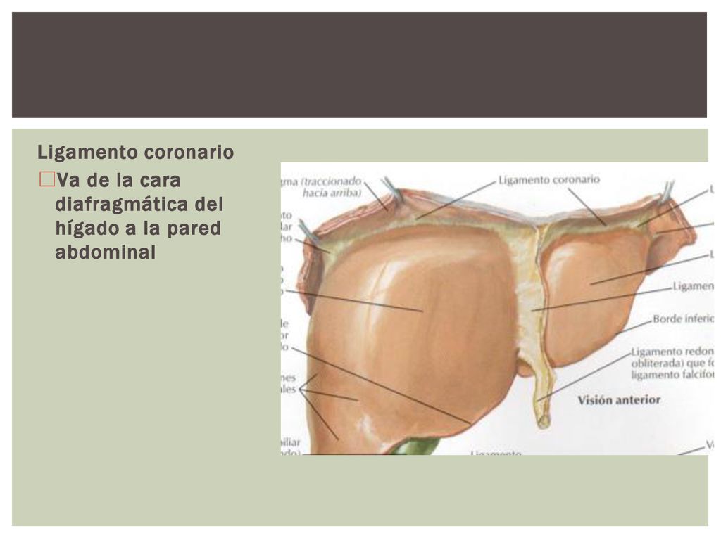 Ligamento coronario Va de la cara diafragmática del hígado a la pared abdominal