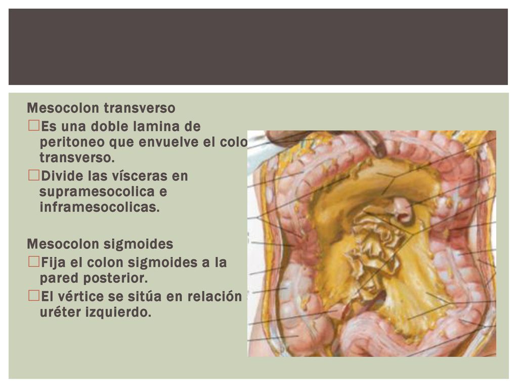 Mesocolon transverso Es una doble lamina de peritoneo que envuelve el colon transverso.