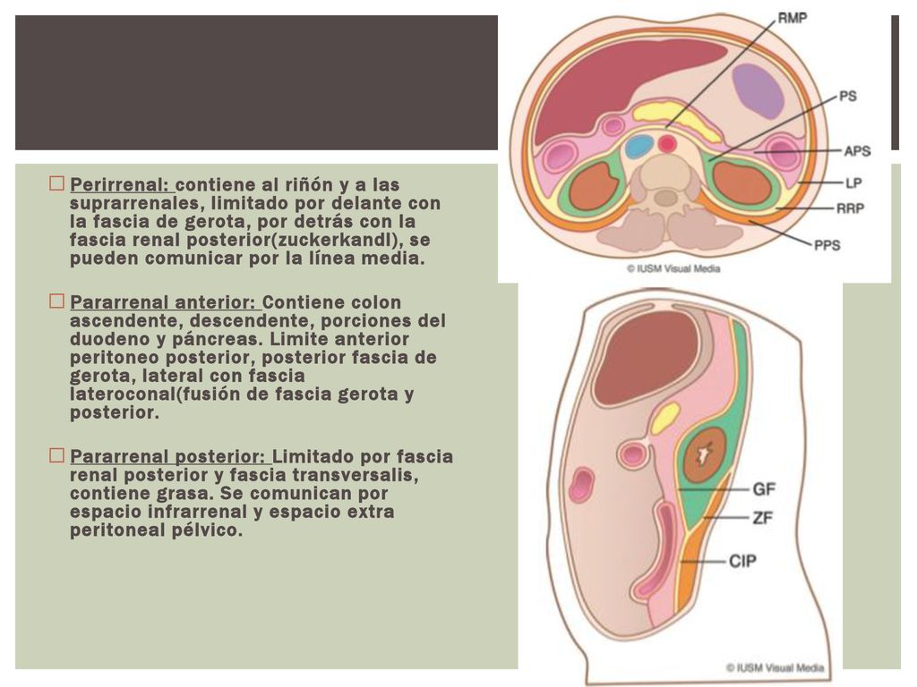 Perirrenal: contiene al riñón y a las suprarrenales, limitado por delante con la fascia de gerota, por detrás con la fascia renal posterior(zuckerkandl), se pueden comunicar por la línea media.