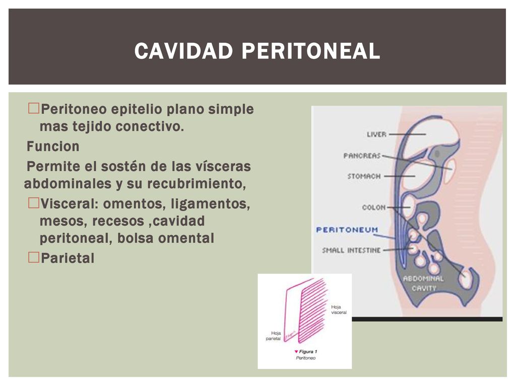 Cavidad Peritoneal Peritoneo epitelio plano simple mas tejido conectivo. Funcion.