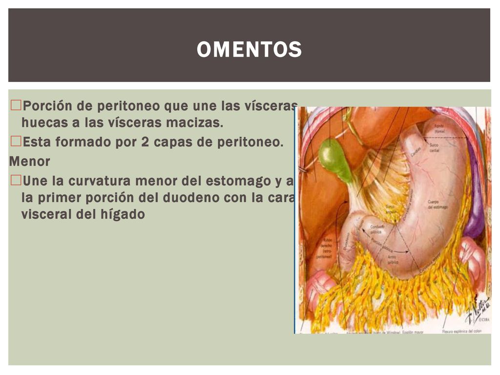 omentos Porción de peritoneo que une las vísceras huecas a las vísceras macizas. Esta formado por 2 capas de peritoneo.