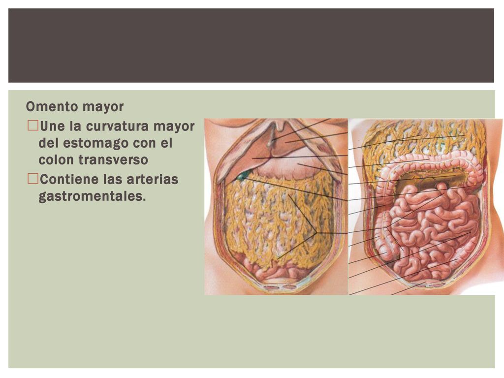 Omento mayor Une la curvatura mayor del estomago con el colon transverso.