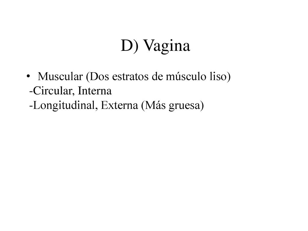 D) Vagina Muscular (Dos estratos de músculo liso) -Circular, Interna