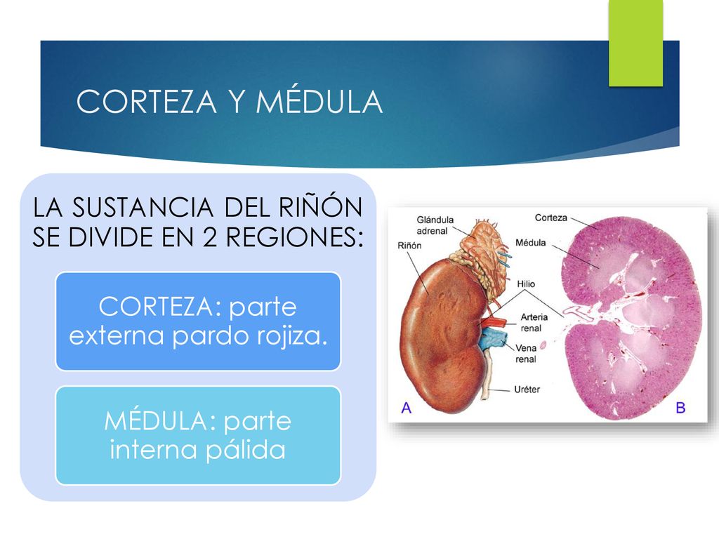 CORTEZA Y MÉDULA LA SUSTANCIA DEL RIÑÓN SE DIVIDE EN 2 REGIONES:
