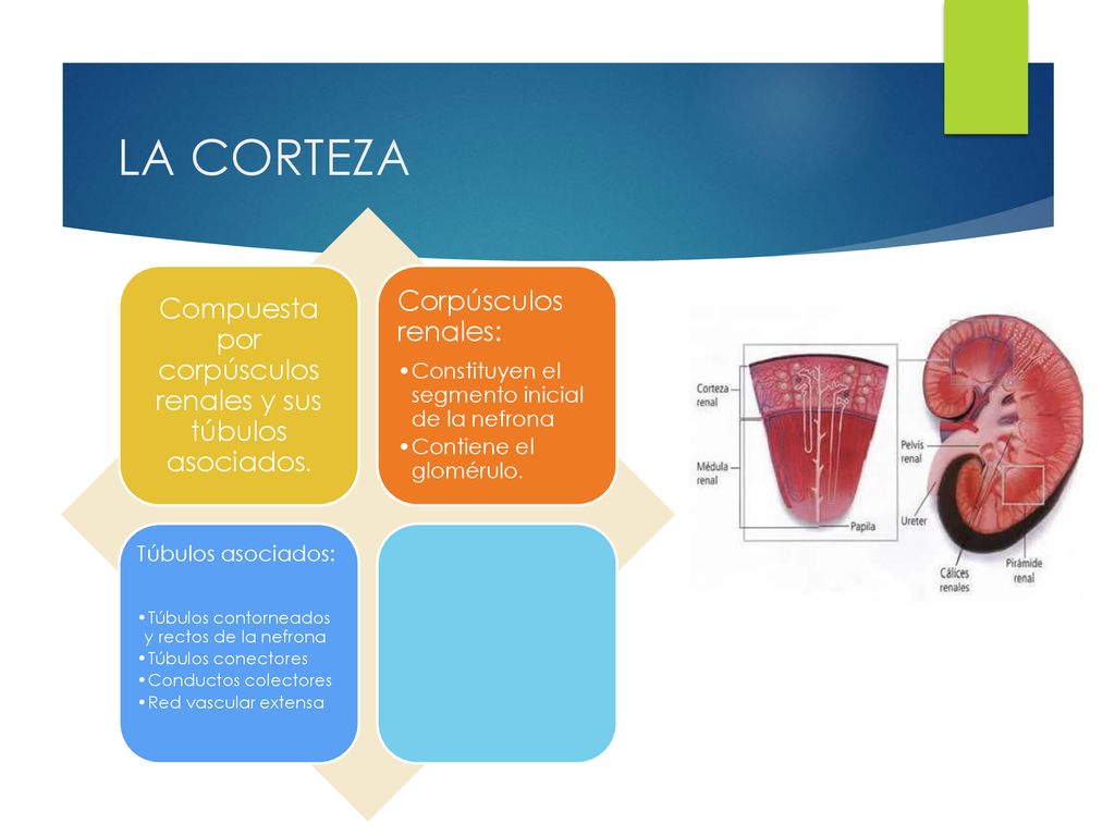 Compuesta por corpúsculos renales y sus túbulos asociados.