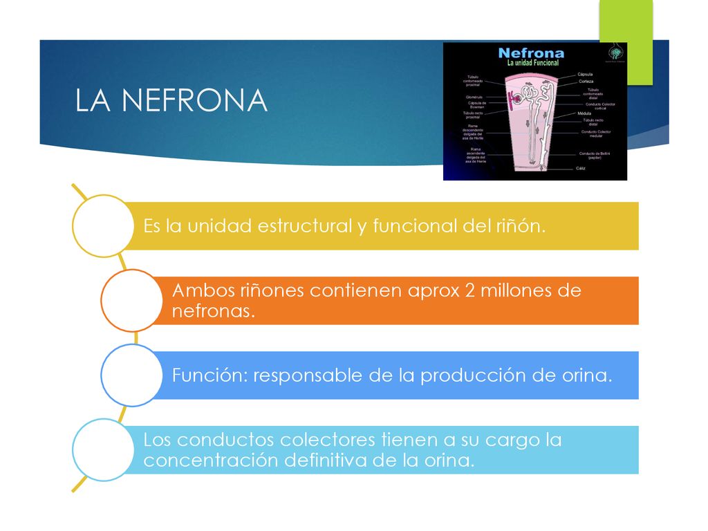 LA NEFRONA Es la unidad estructural y funcional del riñón.