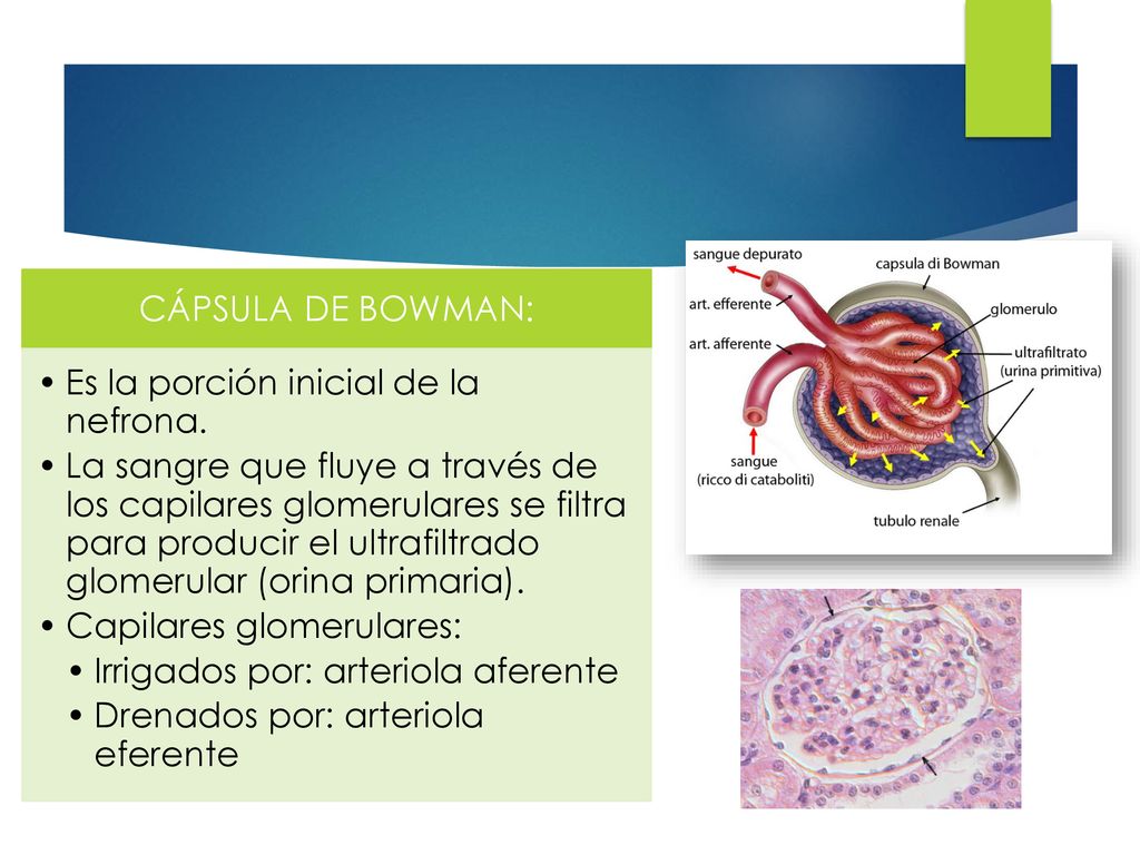CÁPSULA DE BOWMAN: Es la porción inicial de la nefrona.