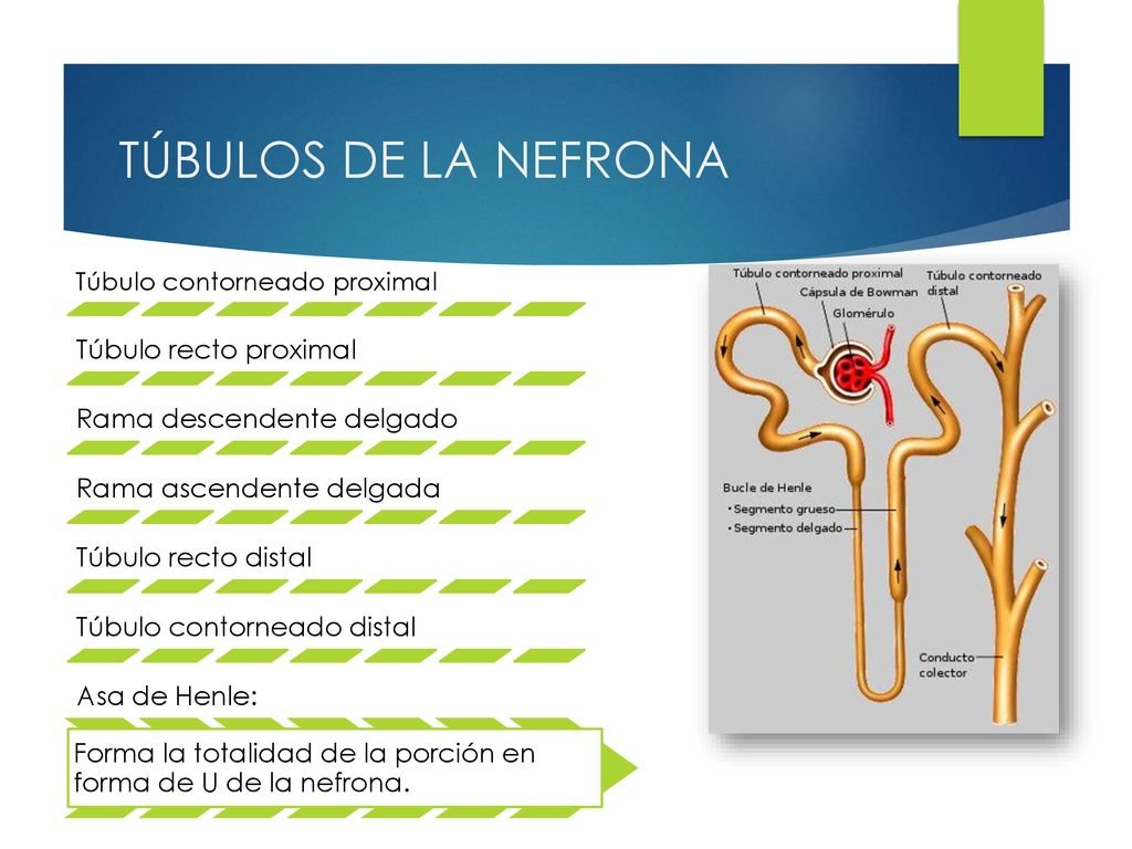 TÚBULOS DE LA NEFRONA Túbulo recto proximal Rama descendente delgado