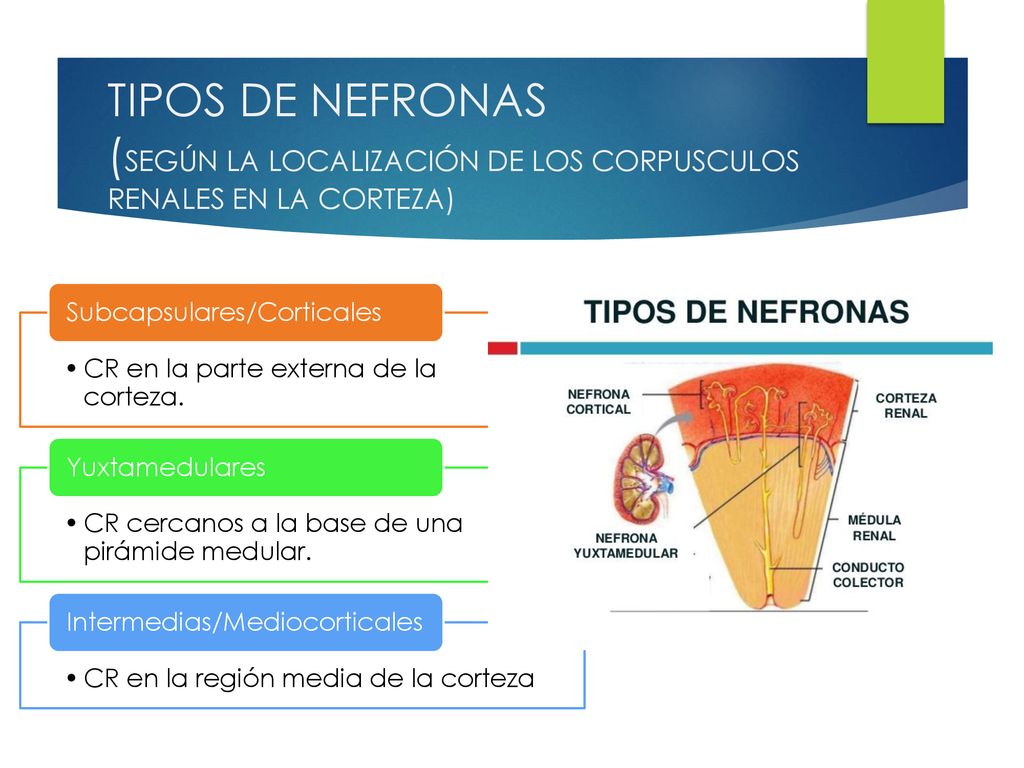 TIPOS DE NEFRONAS (SEGÚN LA LOCALIZACIÓN DE LOS CORPUSCULOS RENALES EN LA CORTEZA)