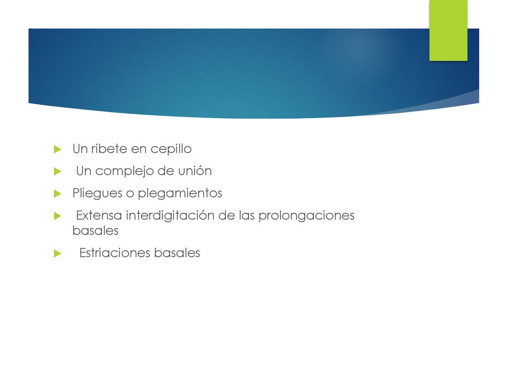 Un ribete en cepillo Un complejo de unión. Pliegues o plegamientos. Extensa interdigitación de las prolongaciones basales.
